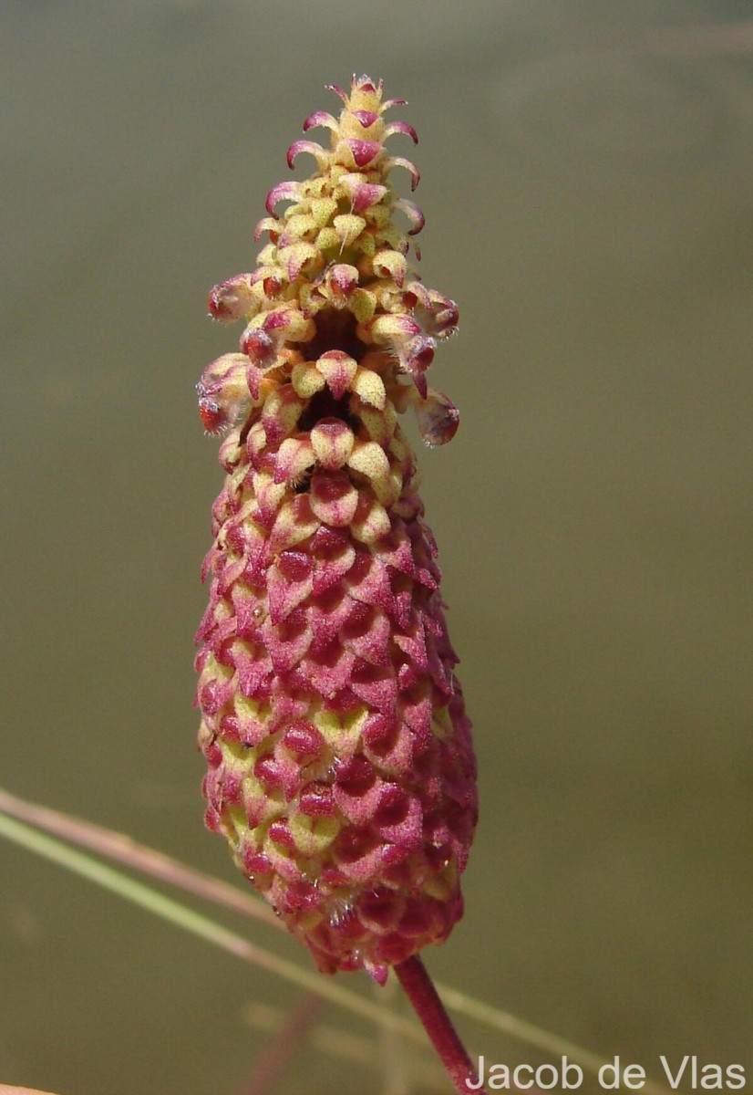 Coleus strobilifer (Roxb.) A.J.Paton